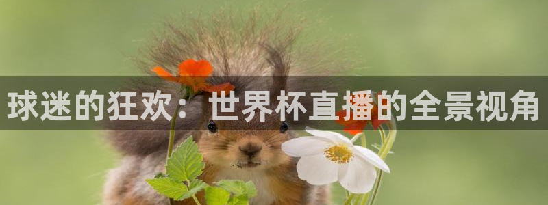 球迷的狂欢：世界杯直播的全景视角